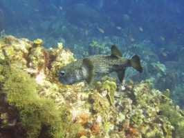 Porcupinefish  IMG 7623